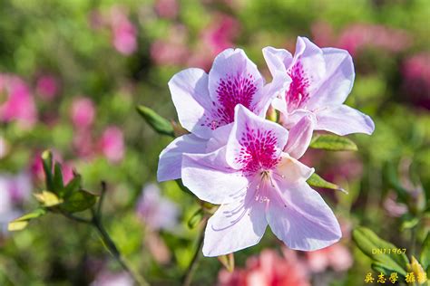 杜鵑花|杜鵑花